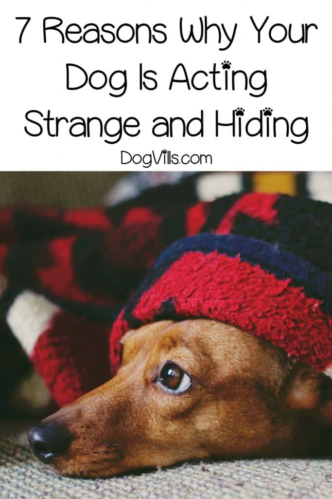 7 Reasons Why Your Dog Is Acting Strange And Hiding - Dogvills