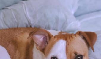 Have you noticed that your dog is acting strange and hiding? Worried about this sudden odd behavior? Find out what could be the cause.
