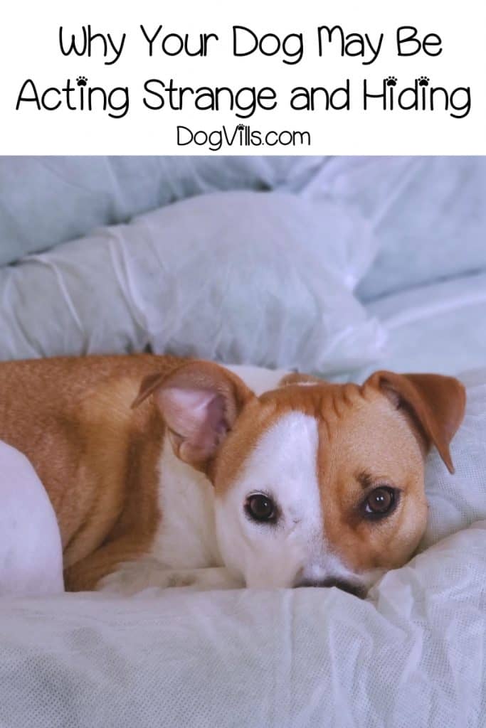 labrador dog diapers