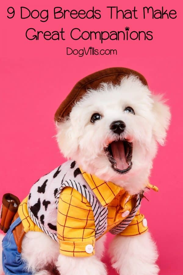 9 Good Companion Dog Breeds to Adopt DogVills