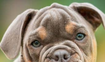 How dogs choose their favorite person? Perhaps more importantly, how do YOU become that person? Read on to find out the answers!