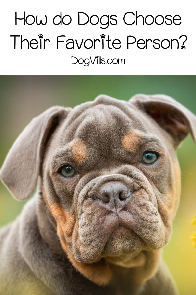 How Do Dogs Choose Their Favorite Person? DogVills