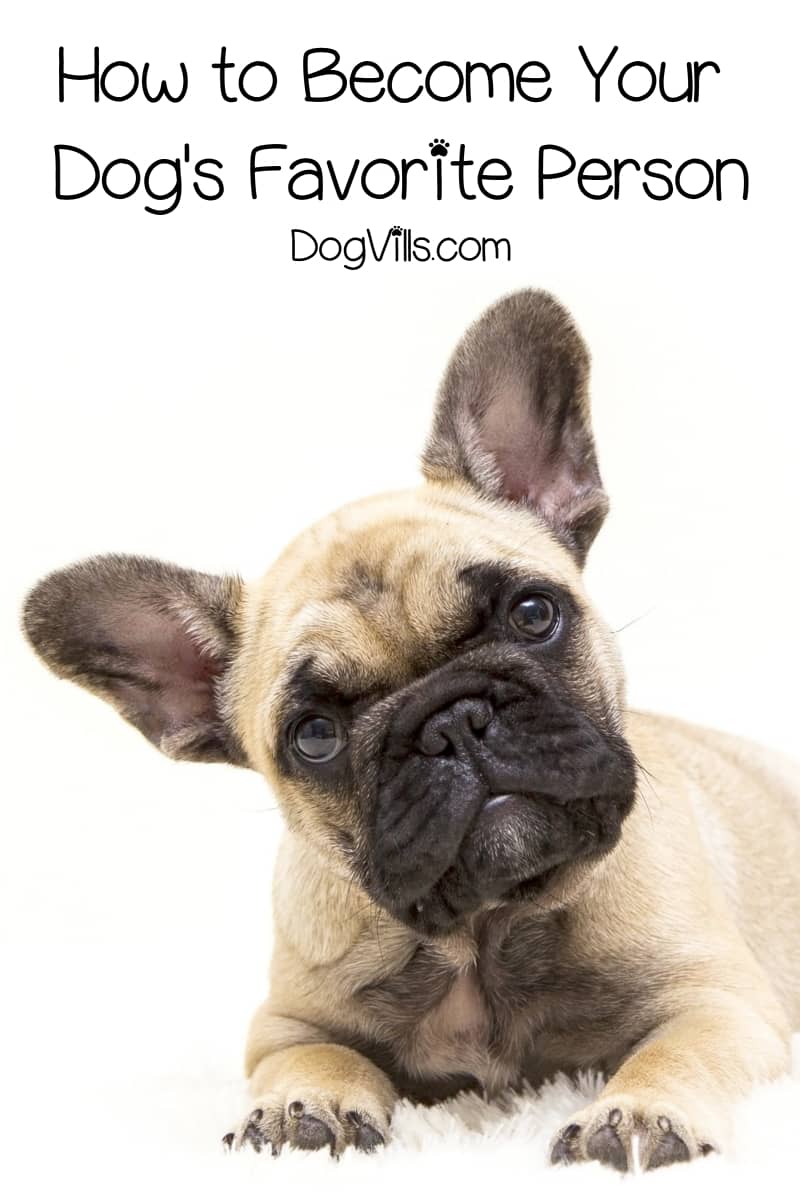 How Do Dogs Choose Their Favorite Person? DogVills