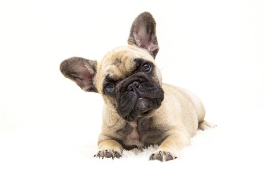 dogs instinctively know when something is wrong