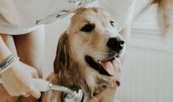 Finding the best baths for dogs is as hard as choosing a new tub for your own bathroom! No worries, though, I've got you covered! Check out 10 great picks!