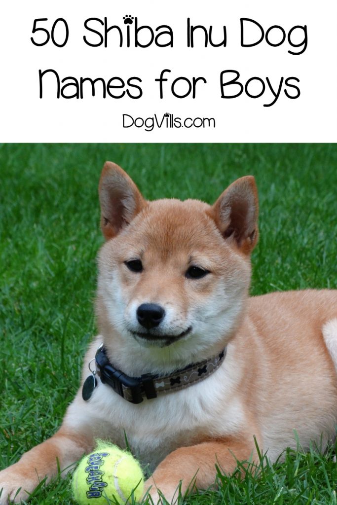 Having a hard time finding some great Shiba Inu names for your new pup? No worries, we’ve got you covered! Check out 50 for boys, then read on for girl's names!