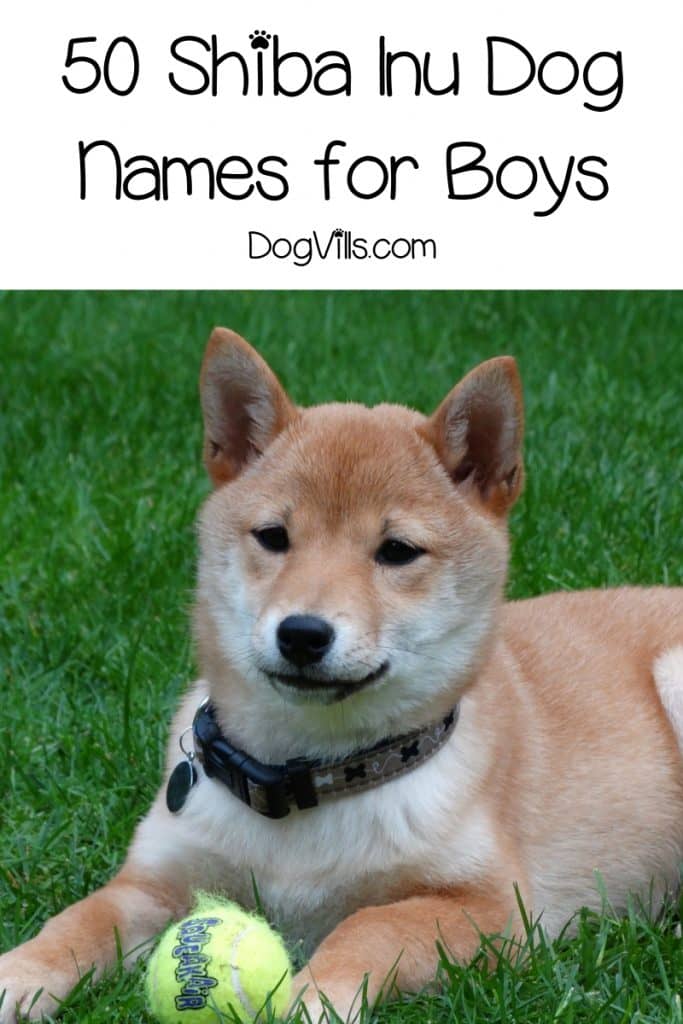 japanese male dog names