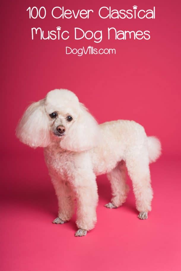 100 Clever Classical Music Dog Names DogVills