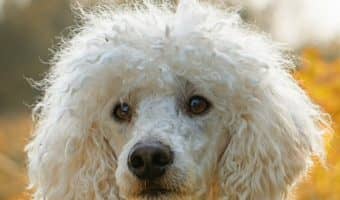 Looking for a few good classical music dog names for your new pup? How about 100 of them! Check out 50 ideas each for boys and girls.