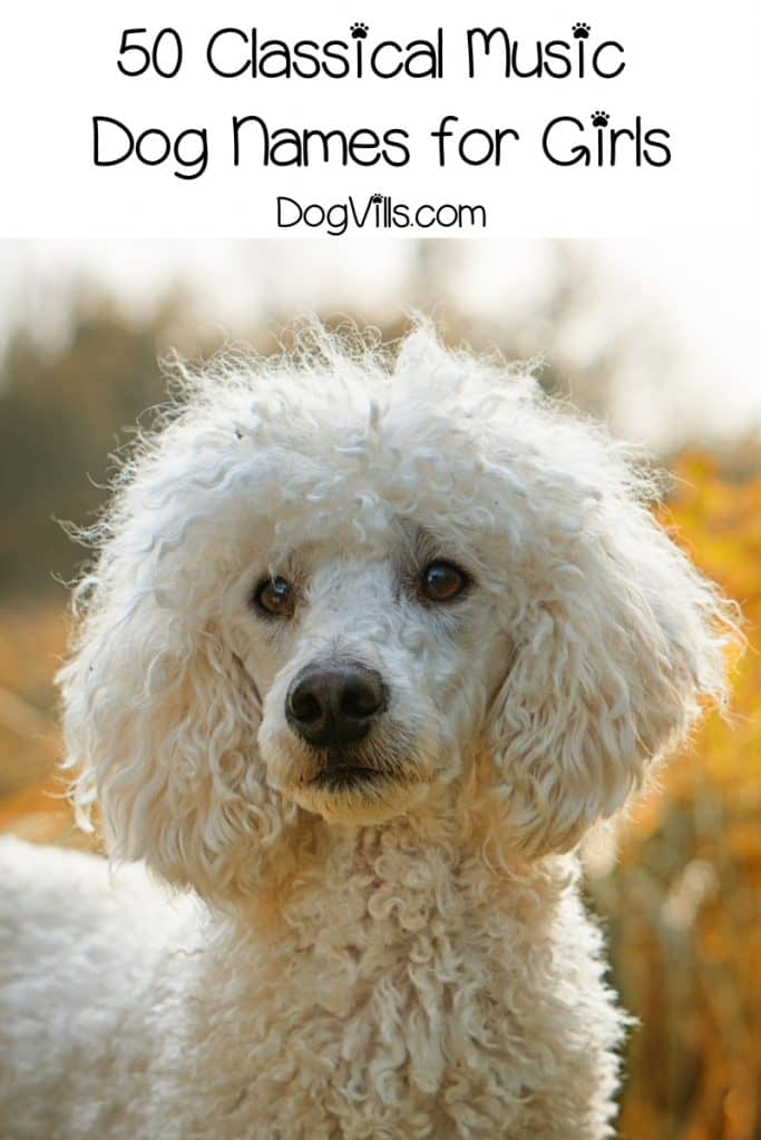 100 Clever Classical Music Dog Names DogVills