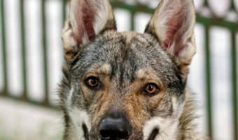 Get ready for 25 cute dog quotes & sayings that will totally make you say "awww!" Check them out!