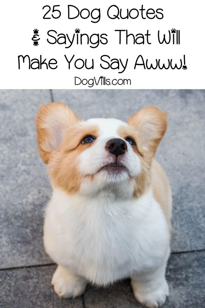 25 Cute Dog Quotes & Sayings That Will Make You Saw Awwwww!