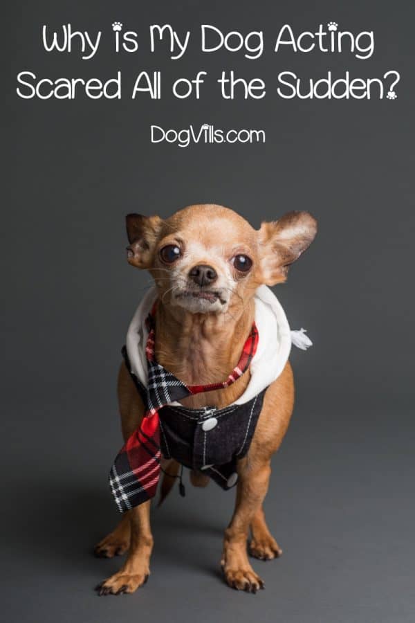 7 Reasons Why Your Dog Is Acting Scared All of a Sudden DogVills