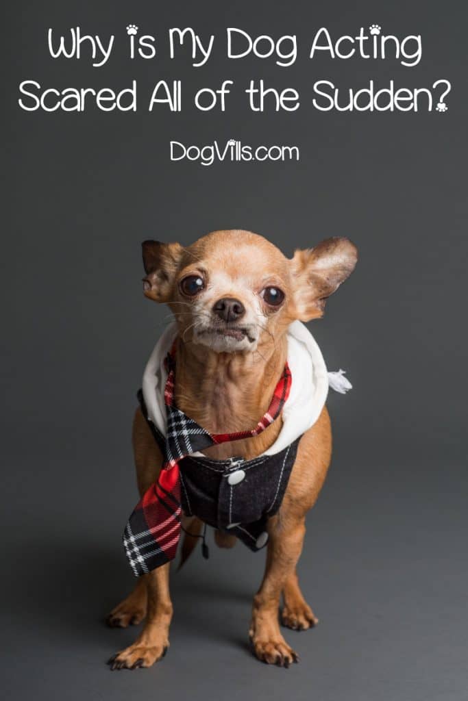 Wondering why your dog is acting scared all of a sudden? Read on to discover 7 possible reasons for this strange dog behavior.