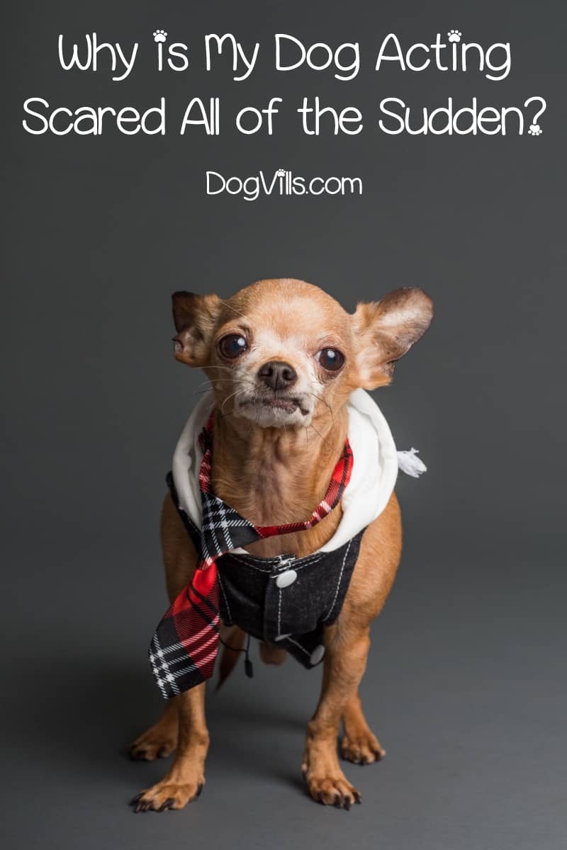 7 Reasons Why Your Dog Is Acting Scared All of a Sudden DogVills
