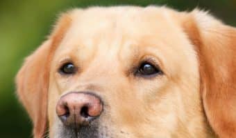 Wondering about dog breeds that lick a lot? Check out the top 7 pups that simply love giving you a good bath!