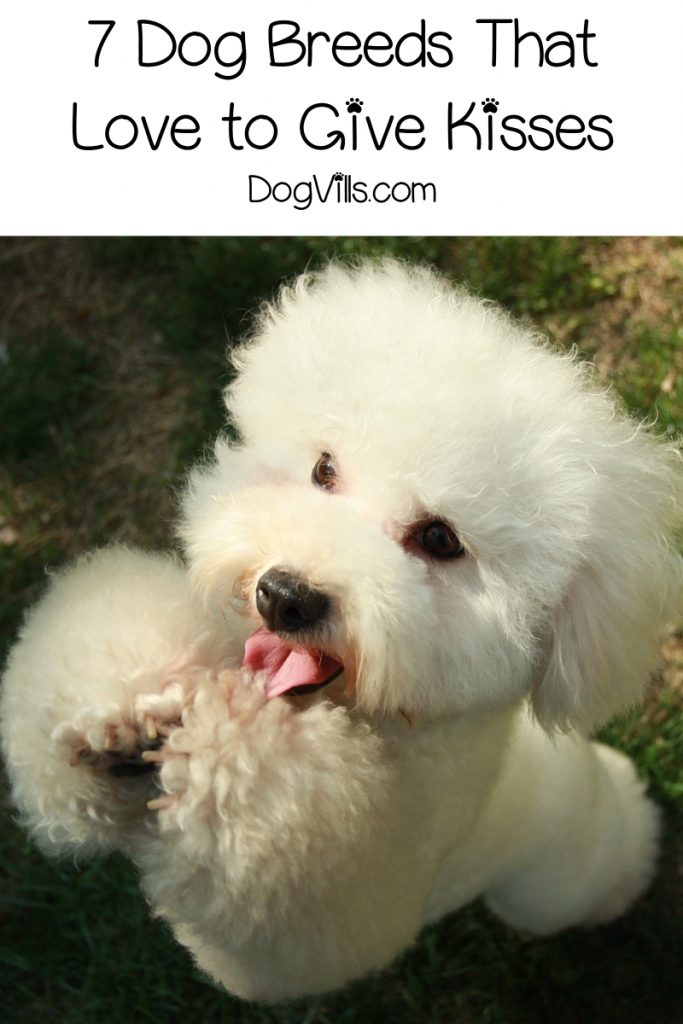 Wondering about dog breeds that lick a lot? Check out the top 7 pups that simply love giving you a good bath!