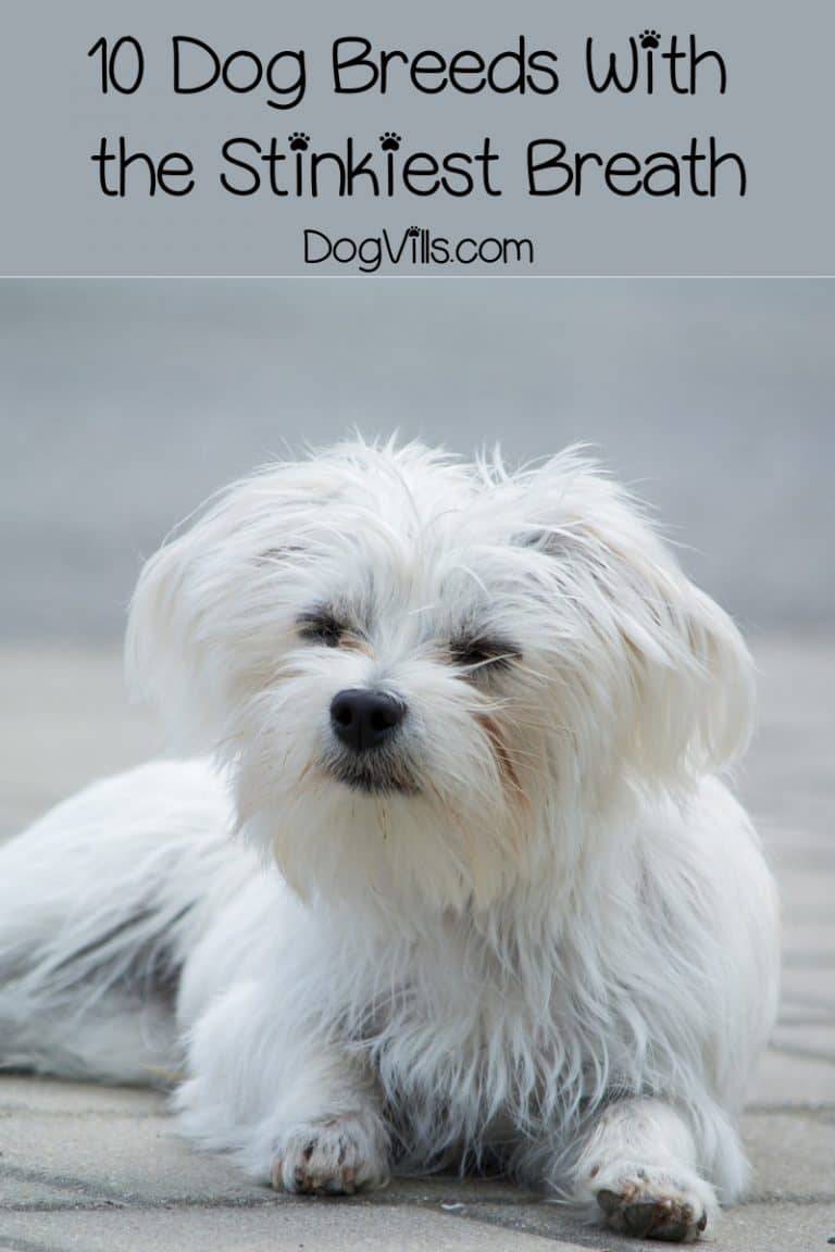 10 Dog Breeds with Bad Breath DogVills