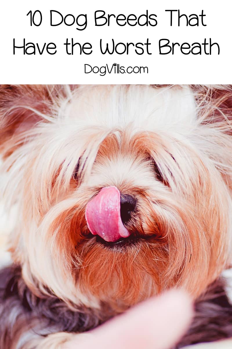 10 Dog Breeds With Bad Breath