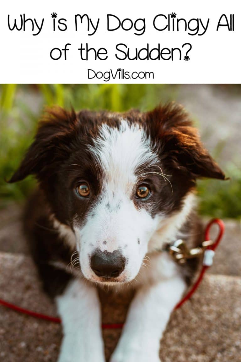 Why is My Dog Clingy All of the Sudden? DogVills