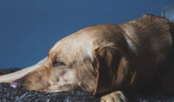 If you want to keep your pup comfy without hurting the planet, you'll love our favorite eco-friendly dog beds. Check them out!