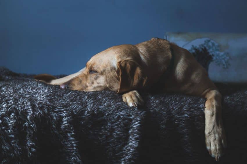 How can you prevent an older dog from falling off of the bed? Read on for 6 tips that will help your senior pooch sleep all safe and sound!