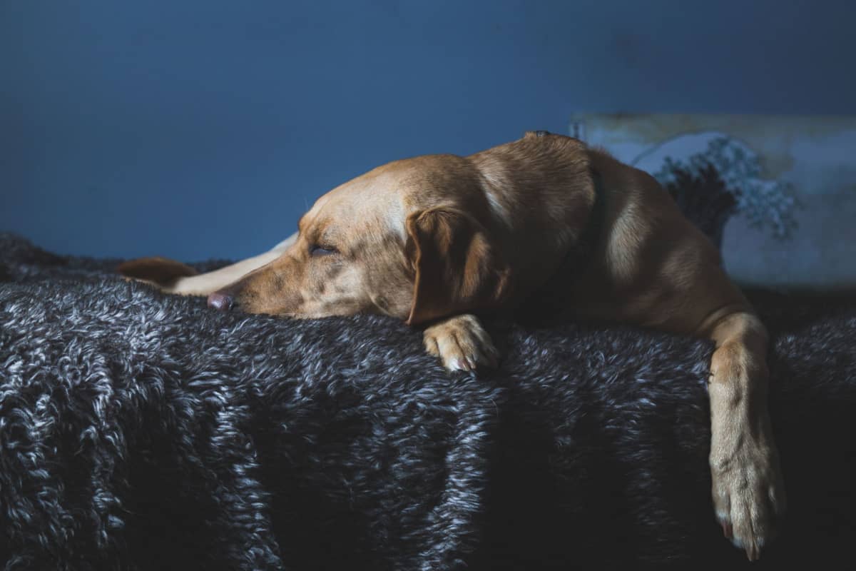 6 Tips on How to Prevent an Older Dog From Falling Off The Bed - DogVills