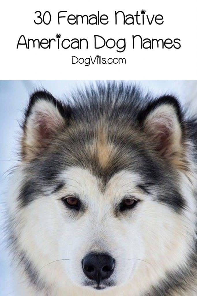 If you love the idea of Native American dog names but don't really know where to start, we've got you covered. Check out 60 that we adore!