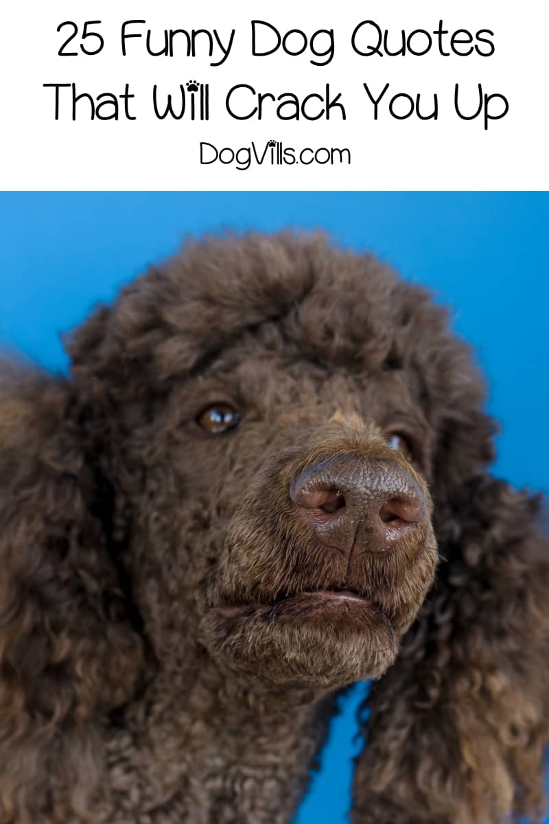 25 Funny Dog Quotes That ll Crack You Up DogVills
