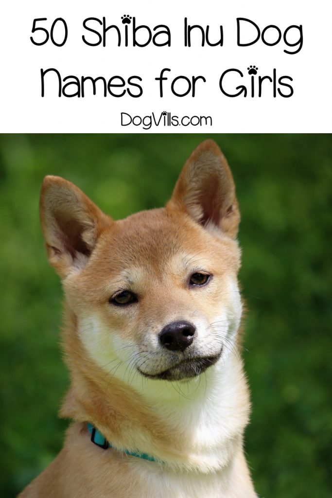 Having a hard time finding some great Shiba Inu names for your new pup? No worries, we’ve got you covered! Check out 50 for girls, then read on for boy's names!