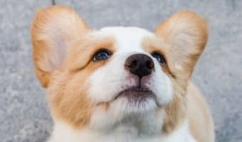 Looking for some of the most heartfelt dog quotes that help you describe just how much you adore your pup? Check out 15 that we love!