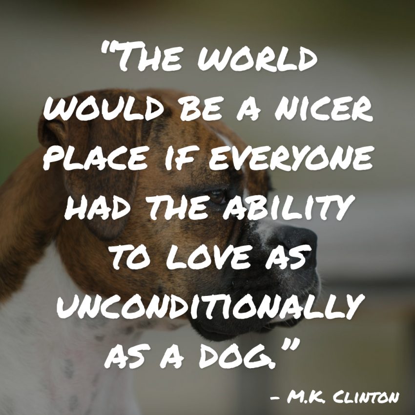 “The world would be a nicer place if everyone had the ability to love as unconditionally as a dog.” – M.K. Clinton