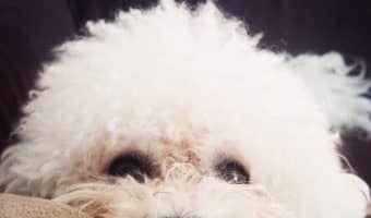 If you're looking for the most inspirational dog quotes, you're in luck! They're my favorite kind of quotes! Check out 35 that I absolutely adore.