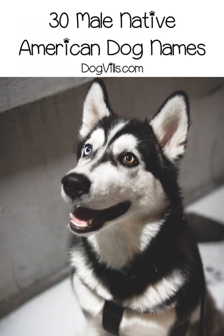 60 Beautiful Native American Dog Names DogVills