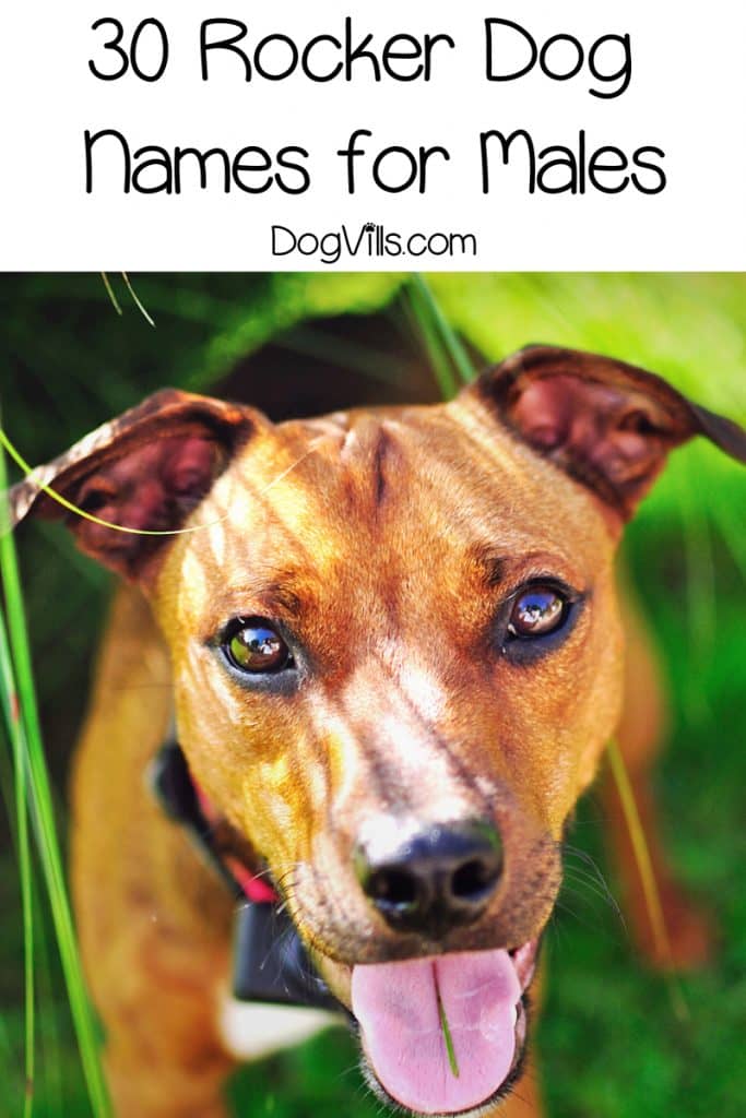 Looking for the best rocker dog names for males? Check out 30 that we adore! !