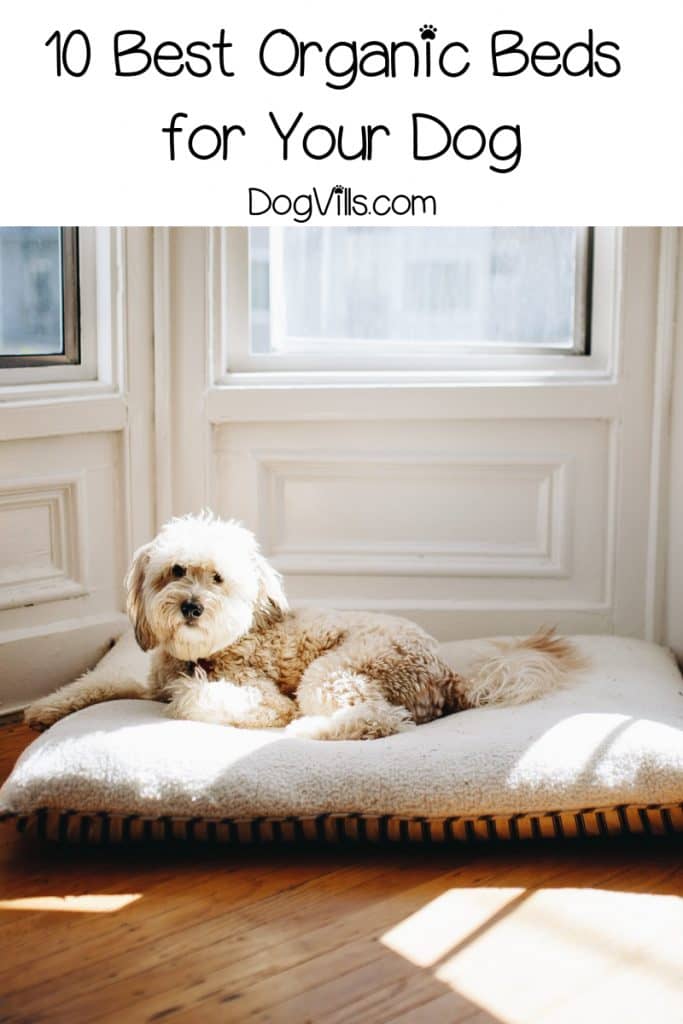 If you're having a hard time finding the best organic dog beds, let me help you out! Check out my top 10 picks for dogs of all sizes!