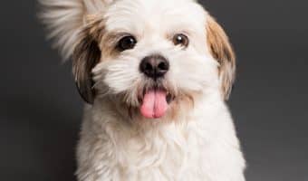 Get ready to get your groove on with these awesome rocker dog names! Whether you have a boy or girl pup, we’ve got you covered! Check them out!