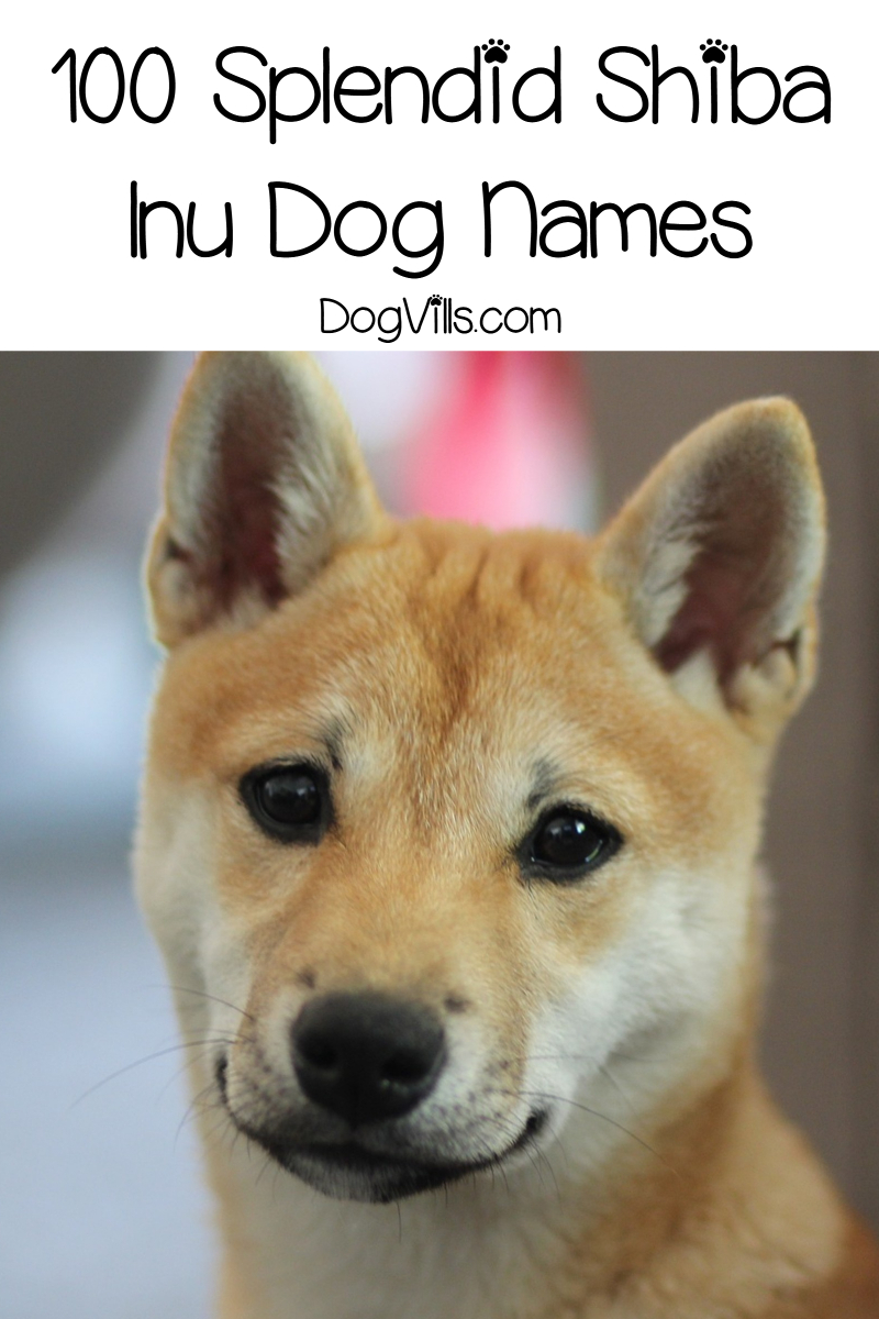 100 Splendid Shiba Inu Names For Males Females Dogvills