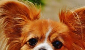 If you're looking for some fun t-shirt worthy short dog quotes, I've got you covered! Check out 50 of the sweetest & funniest dog sayings!