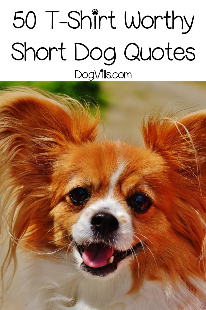 50 Short Dog Quotes That Are Totally T Shirt Worthy Dogvills