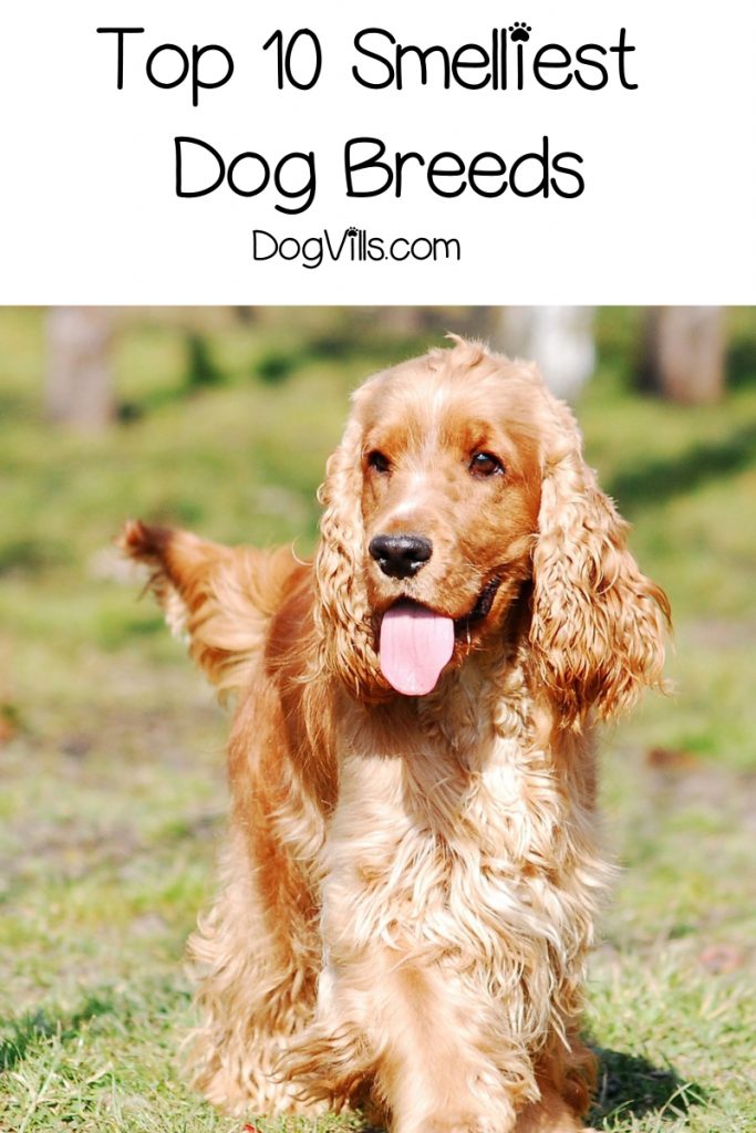 10 Worst Smelling Dog Breeds - DogVills