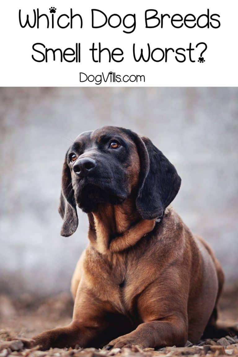 10 Worst Smelling Dog Breeds DogVills