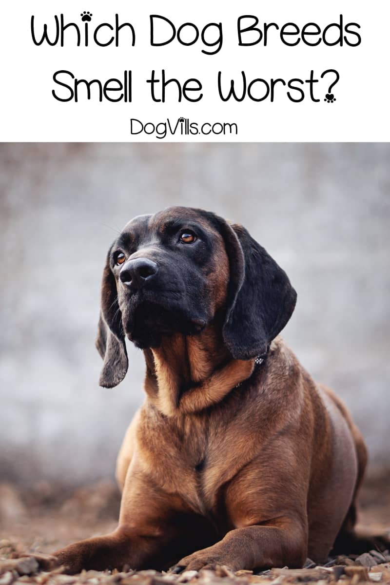 10 Worst Smelling Dog Breeds DogVills