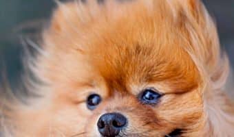 Help! My dog doesn't want to lick me. Why? If you found yourself relating to that question, read on to find out the answer!