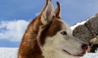 If you're bringing home a new pup during the coldest months of the year, you'll love our winter dog names!