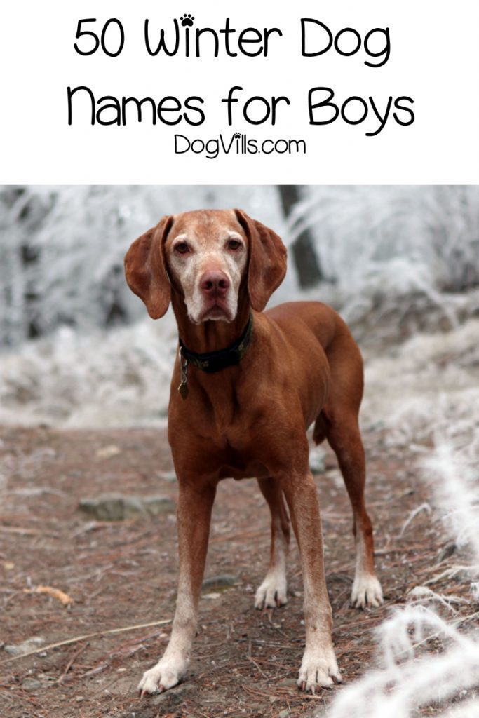 100 Wonderful Winter Dog Names - DogVills