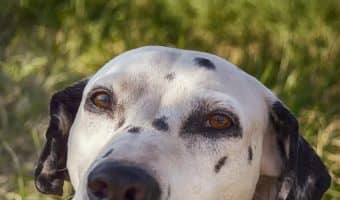 Do you want to know the worst dog breeds for seniors? Read on to discover 7 that may be just a bit too much to handle in the golden years.