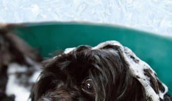 If you're looking for the best portable dog baths that you can use pretty much anywhere, I've got you covered. Check out my top 5 picks!
