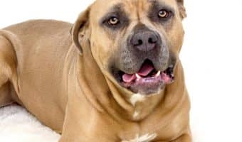 Are you wondering what the pros and cons of owning a Pit Bull are? Read on to learn the top five that help you decide if they're the right breed for you.