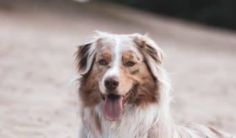 Looking for some adorable Australian Shepherd dog names? How about 95 of them? We've chosen the best inspired by all the features of this gorgeous dog!